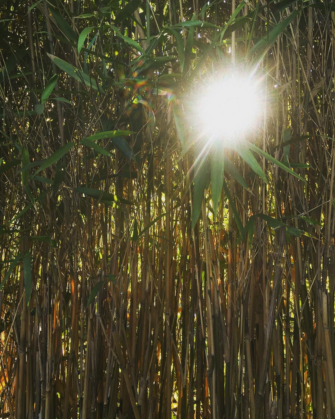 Bamboo Services American Bamboo Company