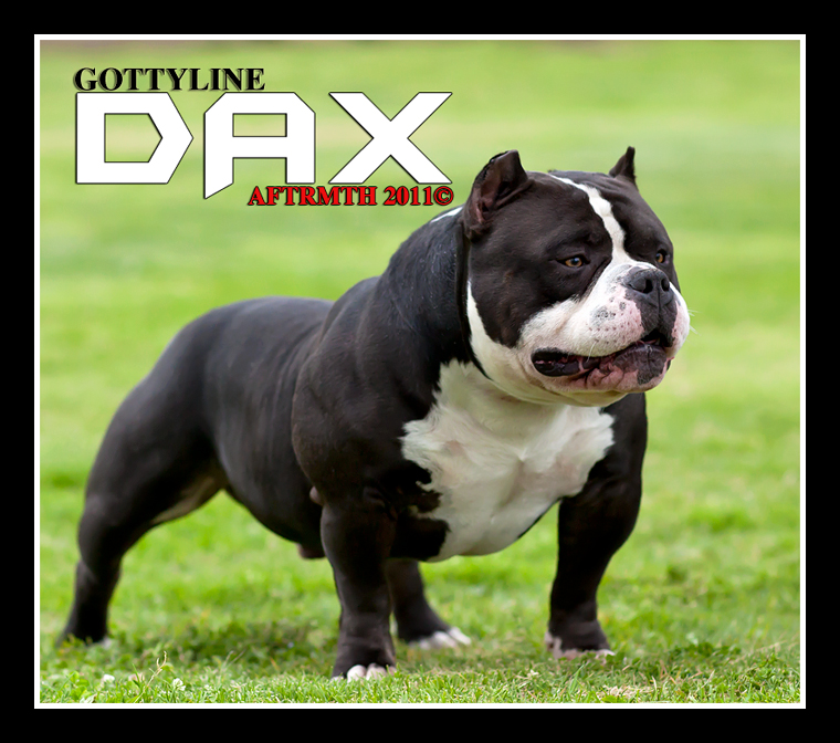 アメリカンピットブルテリア BULLY KENNEL CLUB JAPAN アメリカンブリー ブリーダーズ クラブ