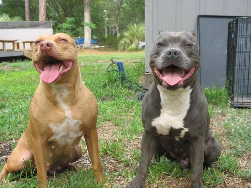 Razor Edge Pitbulls The Phenomenal and Amazing Bully Dog Breed ⋆