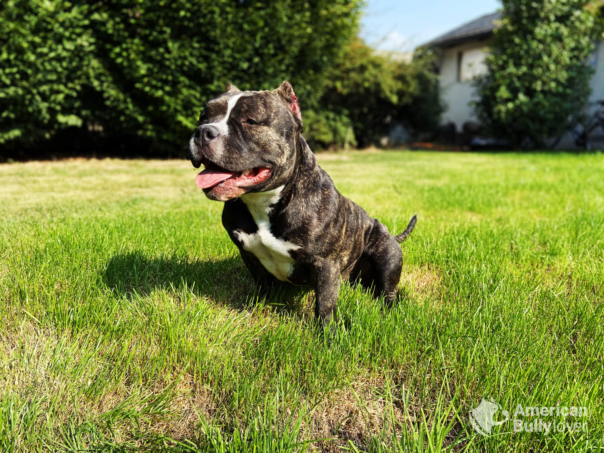 Is An American Bully A Purebred