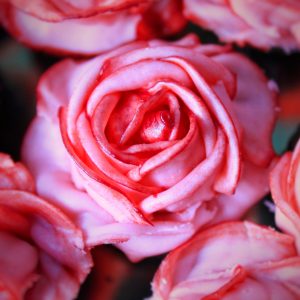 Mini Rose Cupcakes