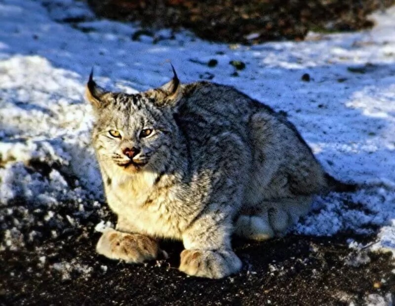 Maine Coon vs Lynx American Cat