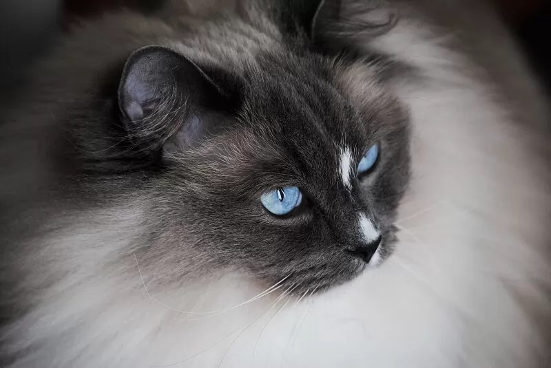 Types of Ragdoll Cats American Cat
