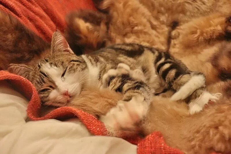 Can Cats Die From Depression American Cat