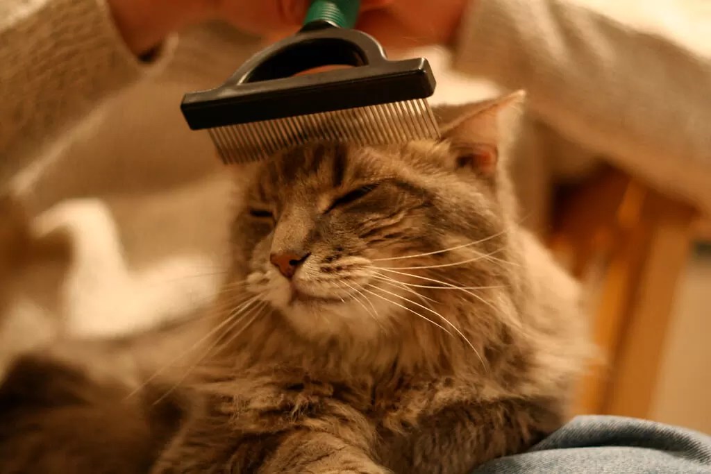 How Often Should I Brush My Cat American Cat