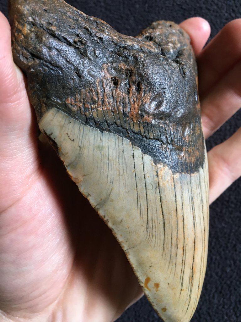 IMG_2137_1024x1024 American Fossil Hunt