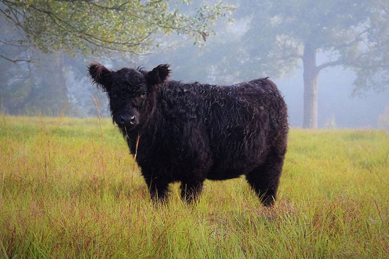 American Galloway Breeders Association WHY GALLOWAY?