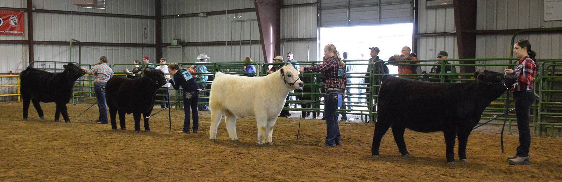 American Galloway Breeders Association