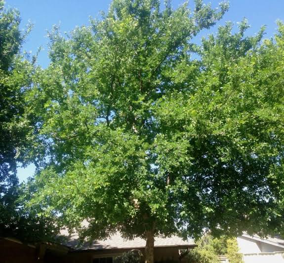 14 Types Of Elm Trees And How To Identify Them AMERICAN GARDENER