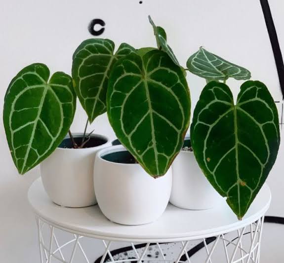 Anthurium Varieties 16 Types of Anthurium For Your Home AMERICAN