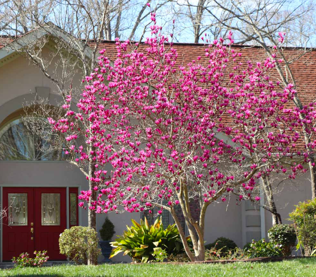 Jane magnolia Tree History, Growth Rate, Appearance & More AMERICAN