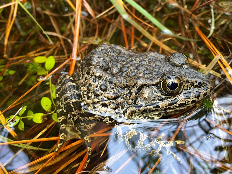 Dusky Gopher Frog American Green Consulting