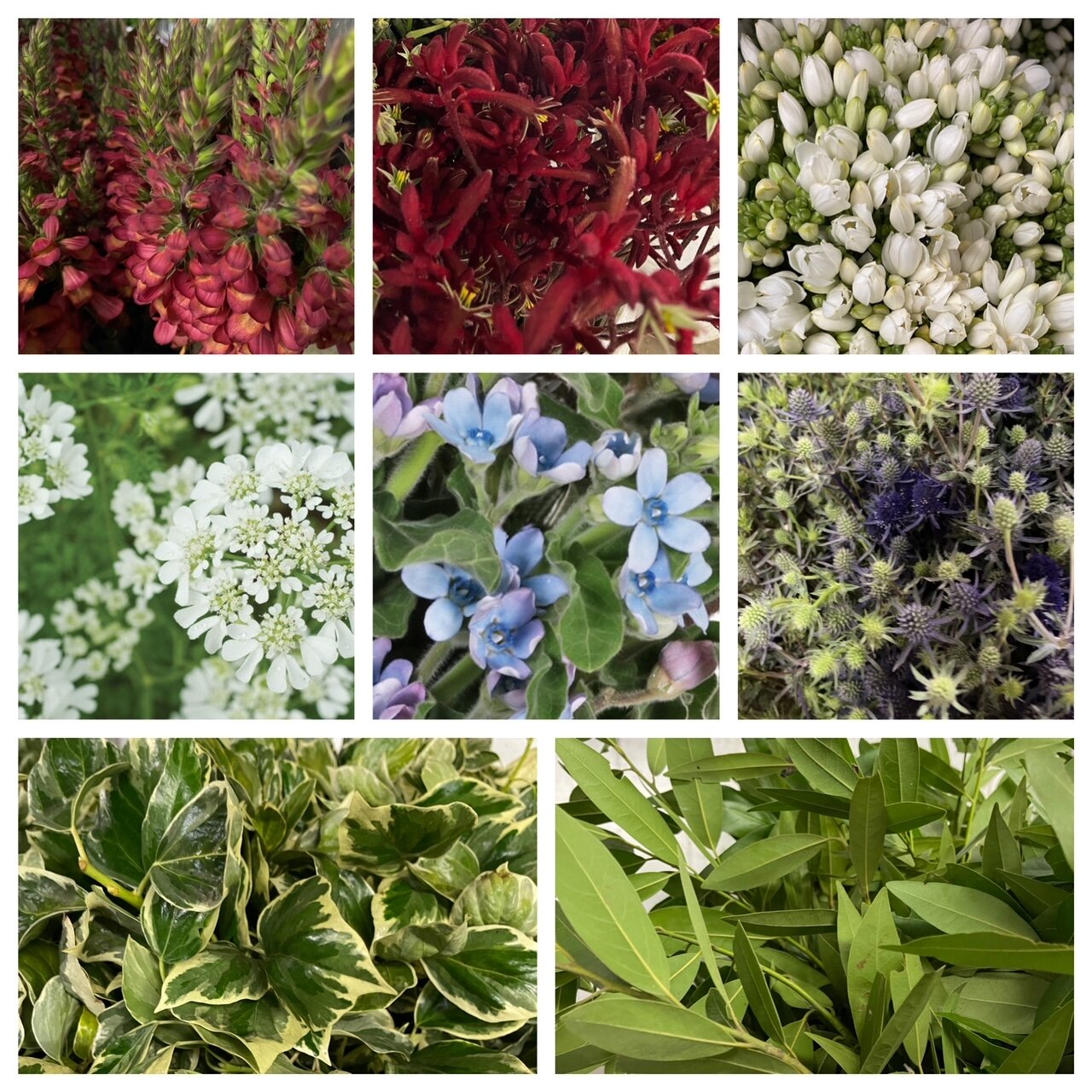 American Grown Flowers & Foliage Month What it is & how to participate