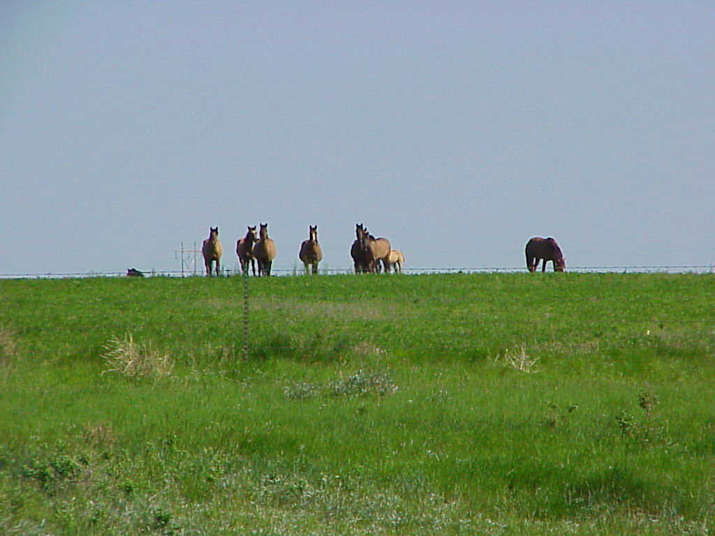 Phil Konstantin's 2003 Vacation Powwow in Eagle Butte, South Dakota