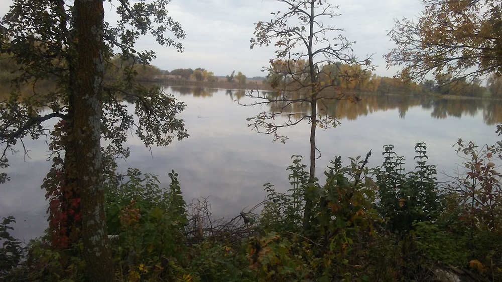 GroveLake American Loon