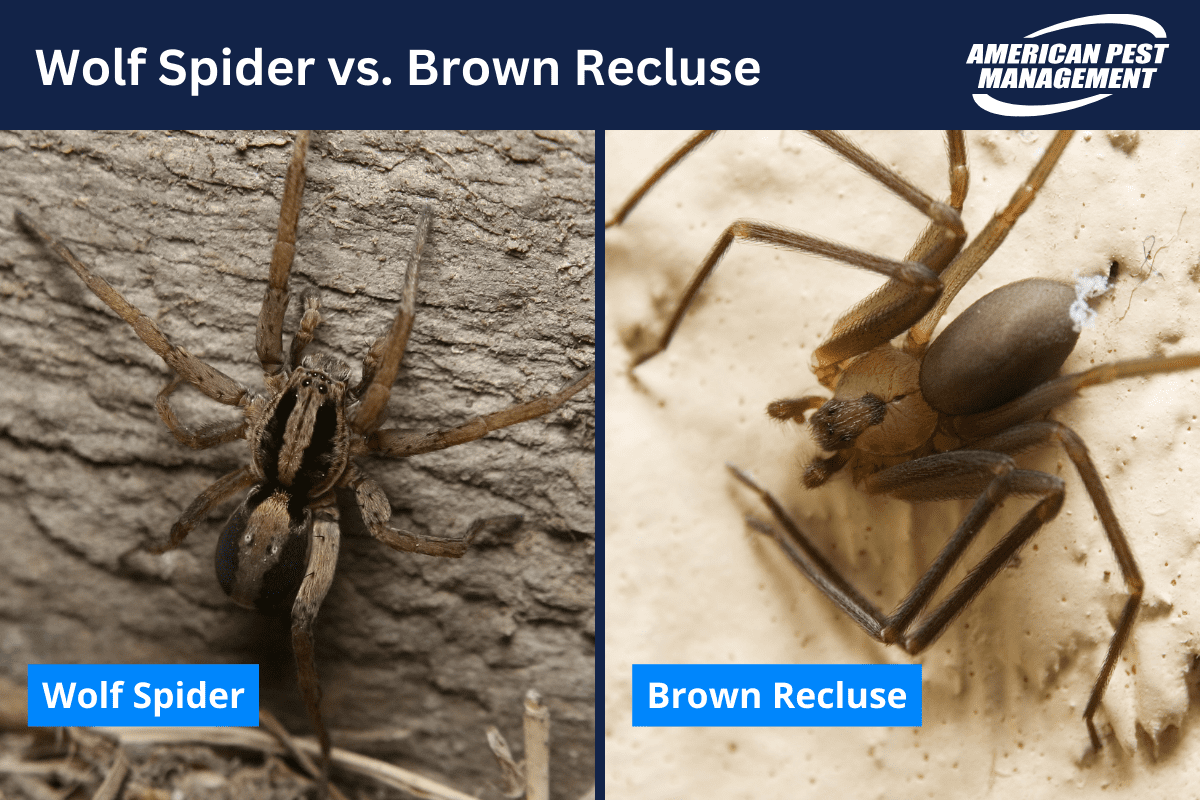 Brown Recluse vs. Wolf Spider Expert Spider Pest Control