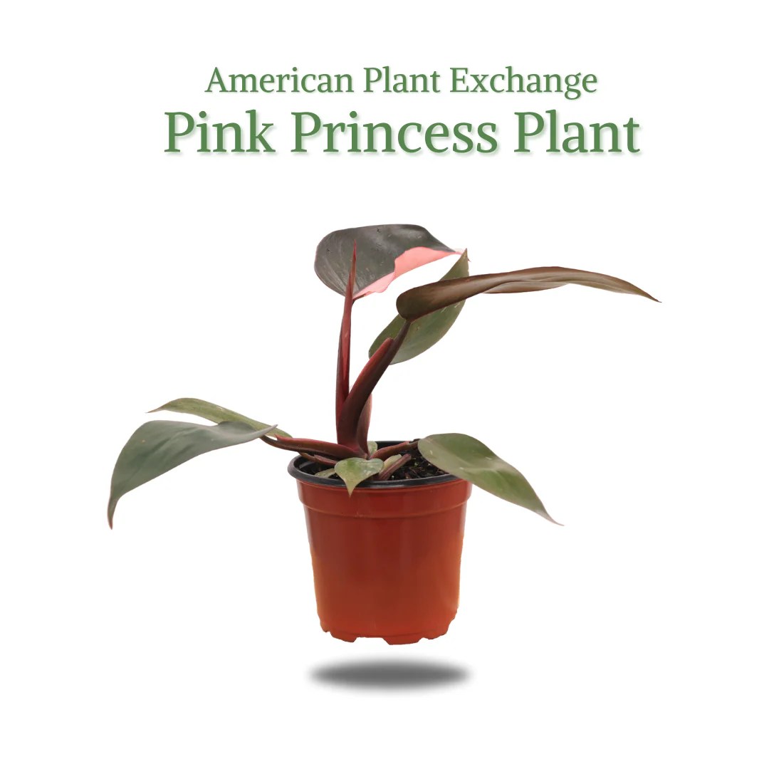 Buy Philodendron Pink Princess Live Plant American Plant Exchange