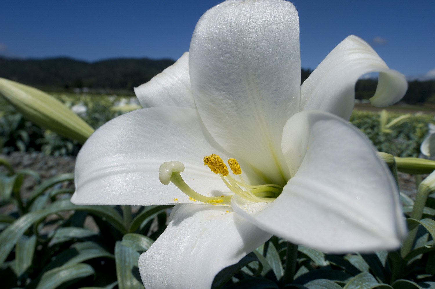 Buying and Caring for an Easter Lily American Profile