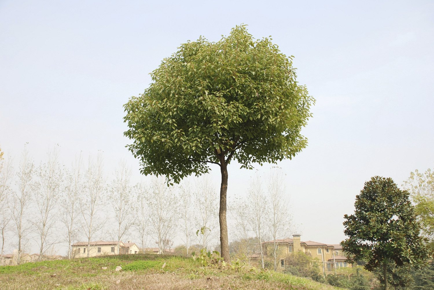 What Is Camphor? American Profile