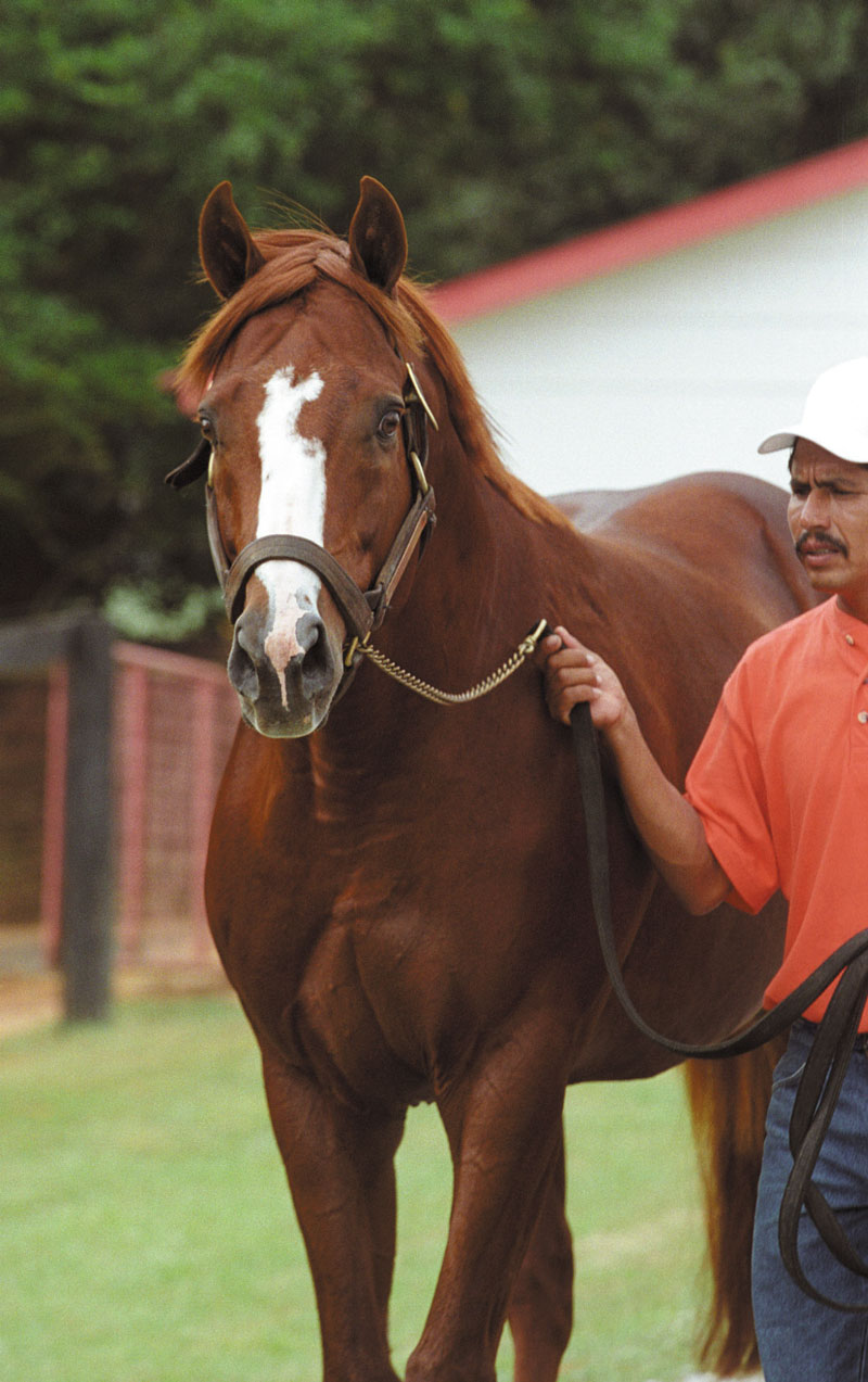 Popular Louisiana Stallion Ide Pensioned to Old Friends American Racehorse Magazine