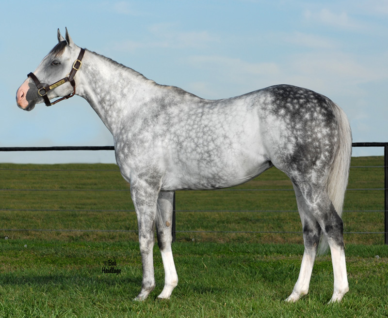 The Visualiser Relocated to Stand at Kirton Farms in Oklahoma