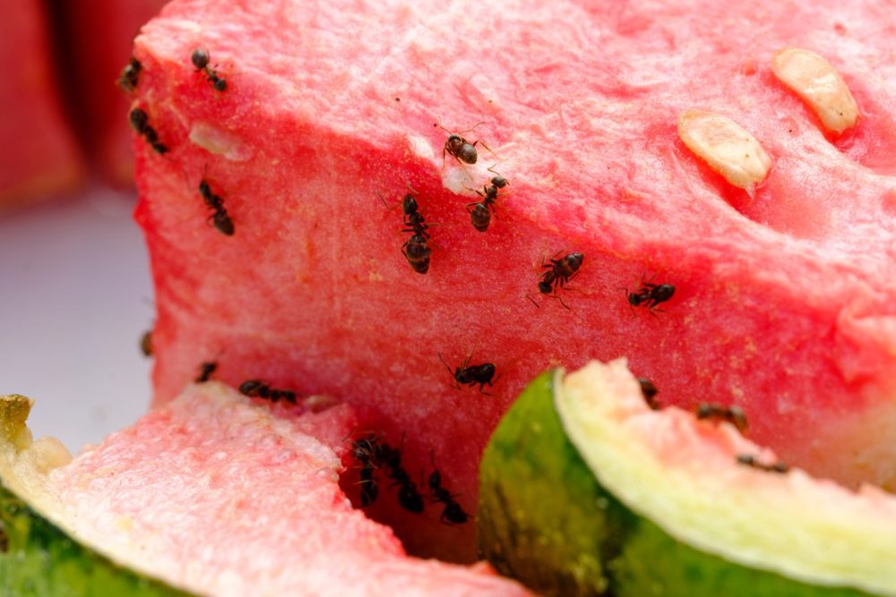 Summer Pests in California American Rat Control