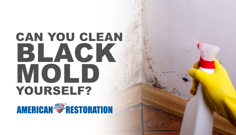Should I Clean Black Mold Myself? American Restoration
