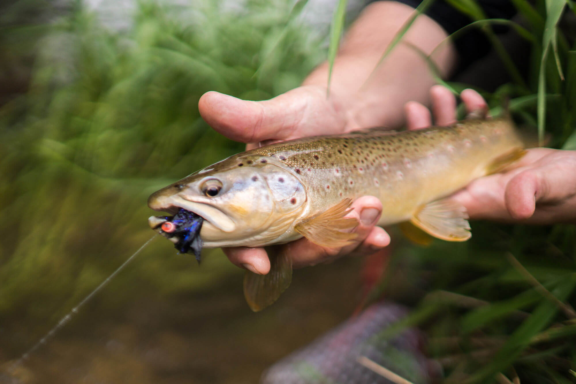 Fly Fishing the Driftless Area around Viroqua, Wisconsin American