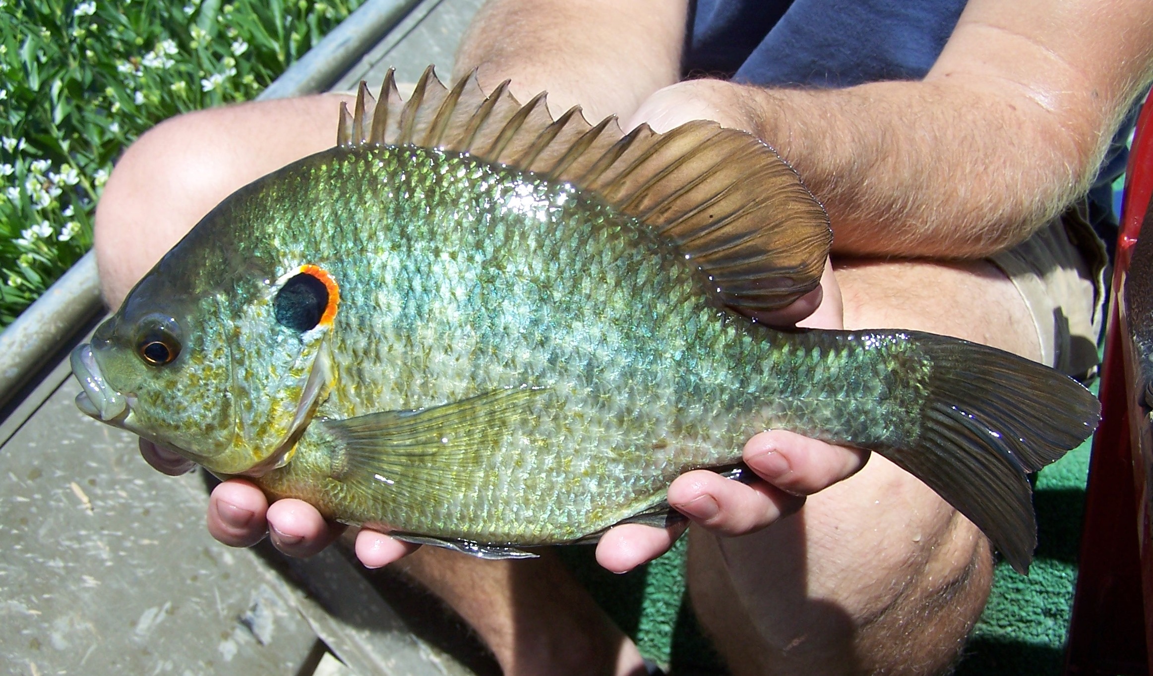 Grubs And Leeches! Control With Redear Sunfish American Sport Fish