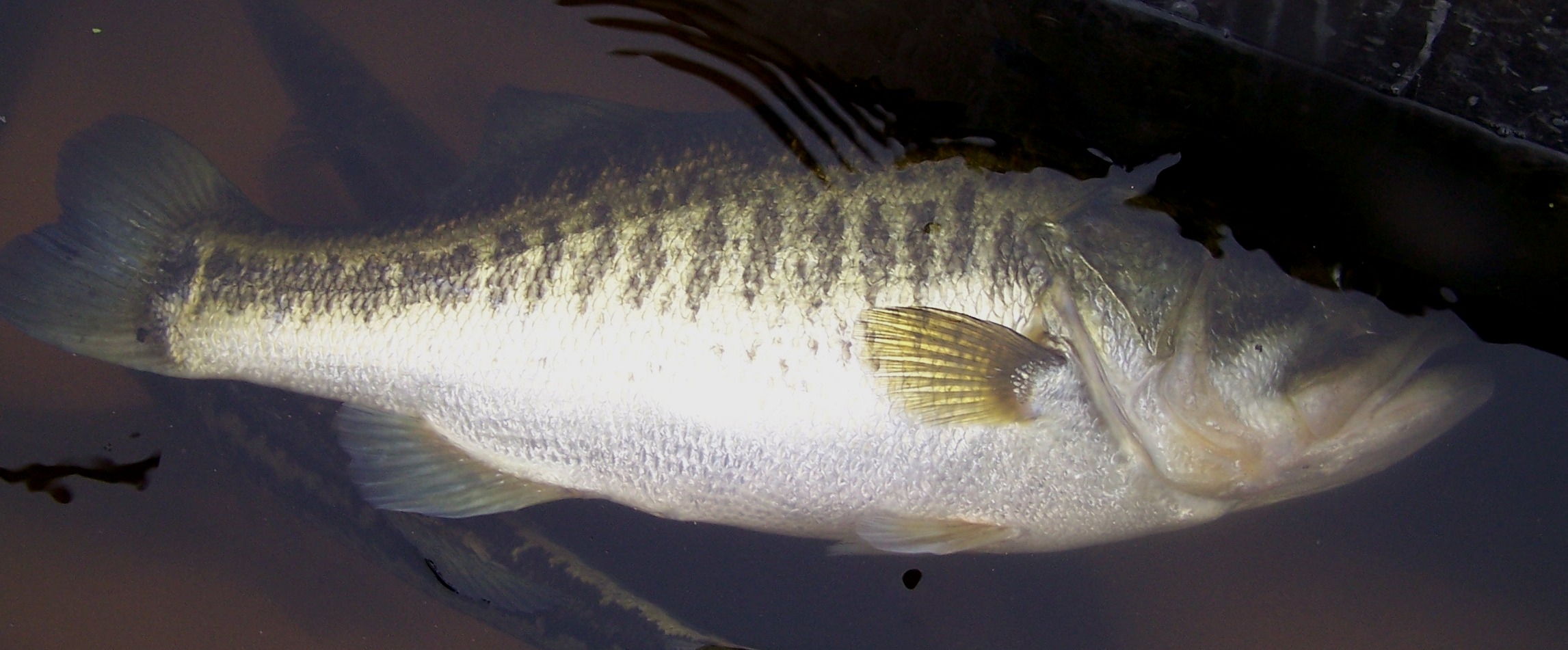 Should I Stock Northern Bass Florida Bass Or A Cross? American