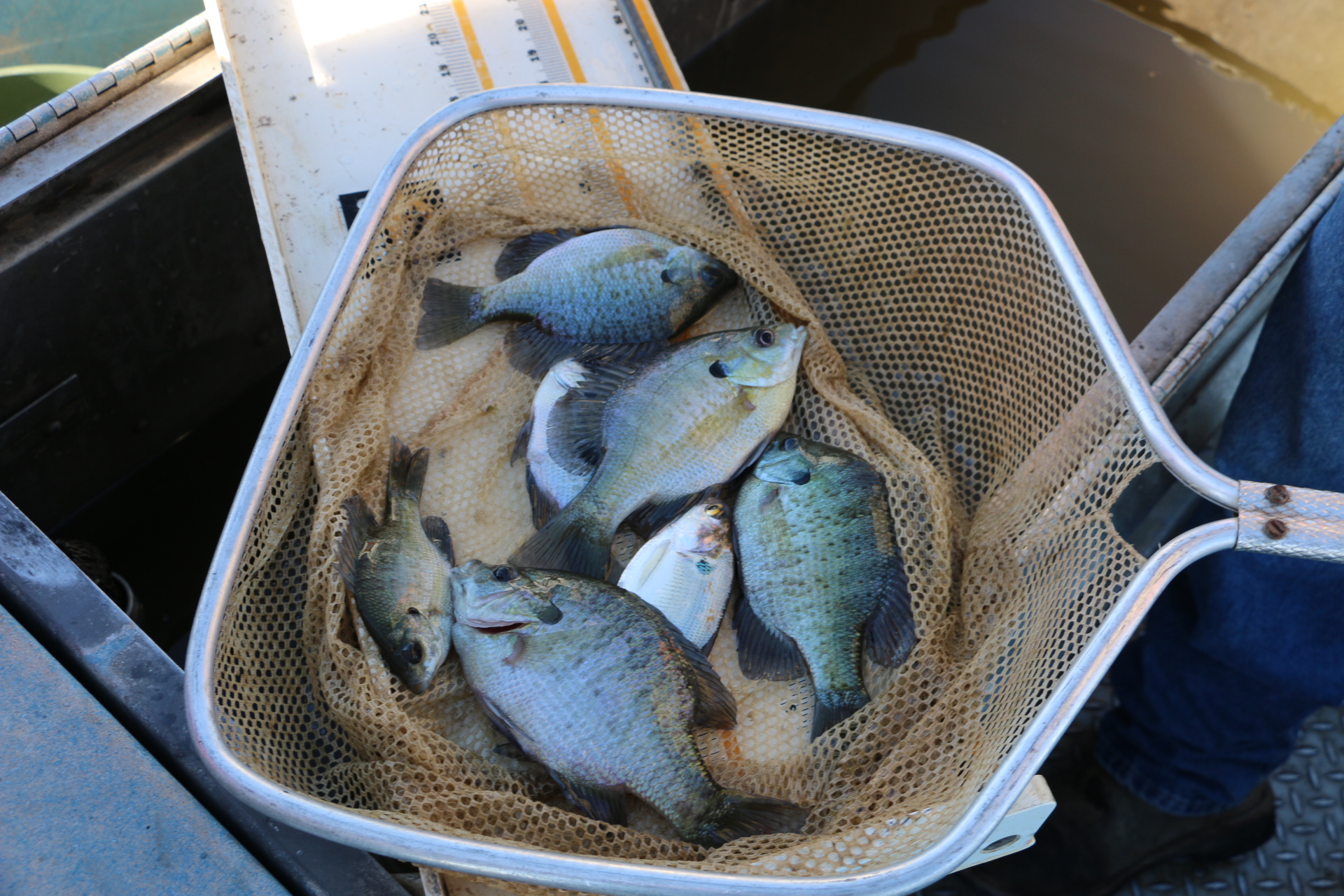 Know Your Pond Life Growing Huge Bluegills American Sport Fish