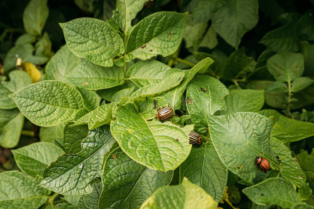 Top 5 Most Dangerous DiseaseCausing Plant Pests