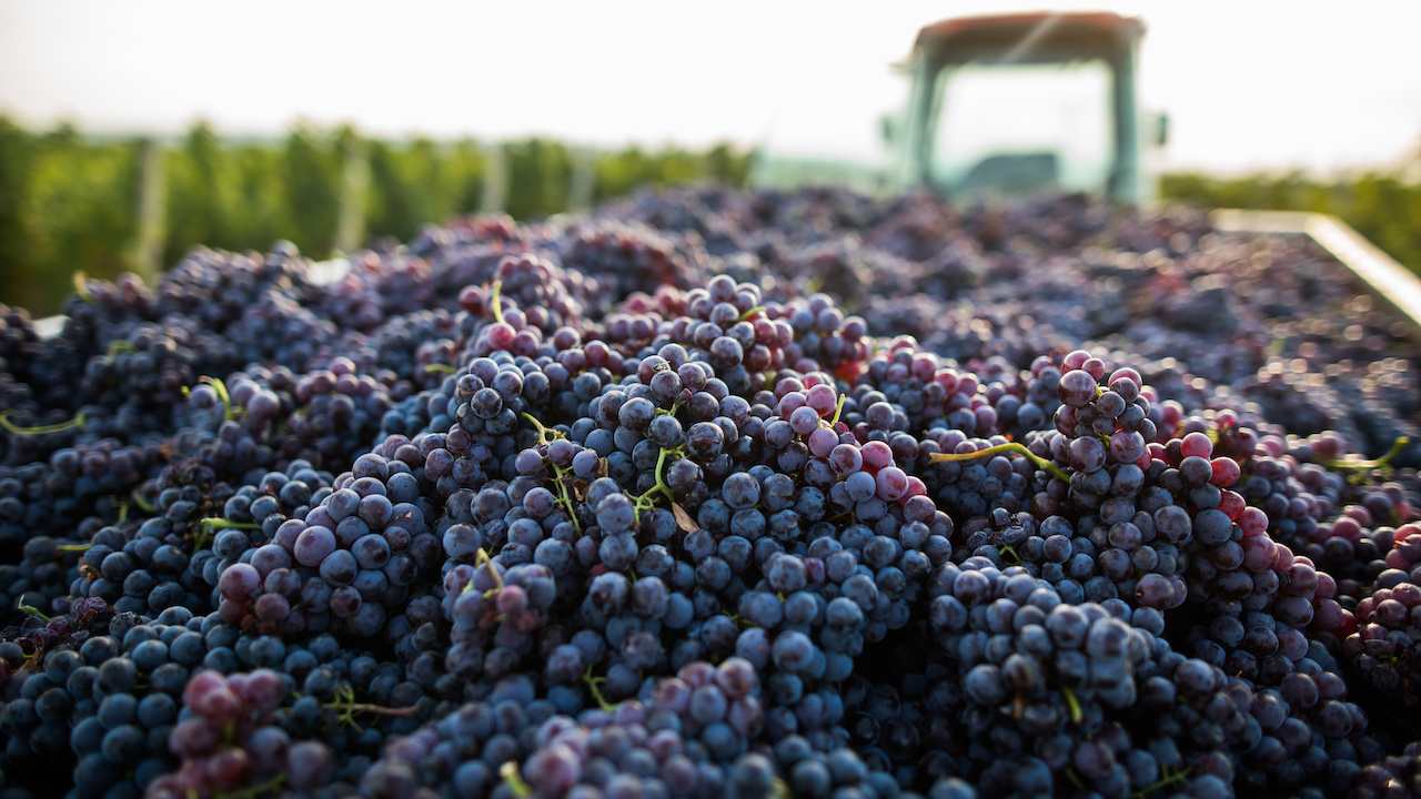 2021 California Grape Harvest & Market Update American Vineyard Magazine