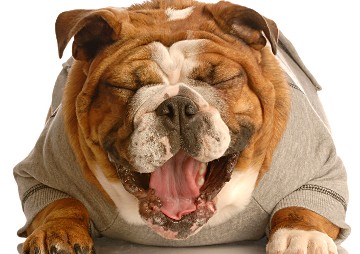 funny dog stories