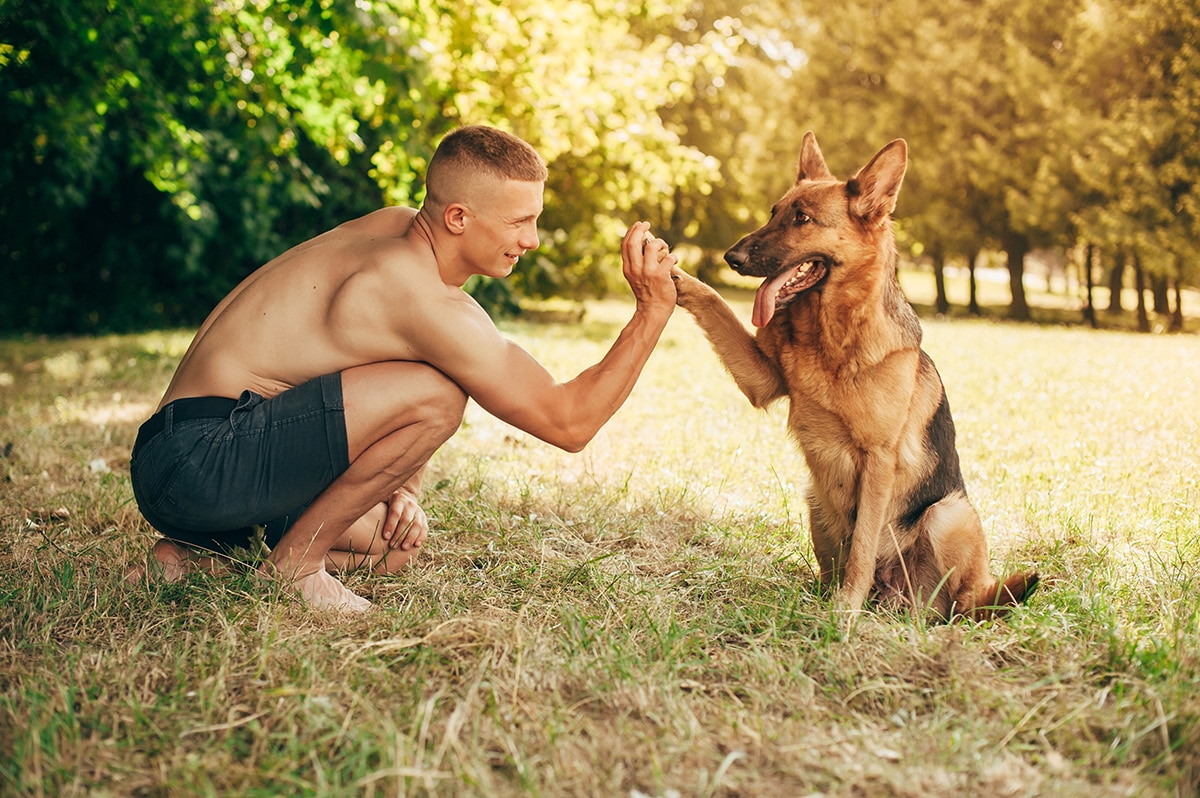 5 Amazing German Shepherd Qualities Americaware