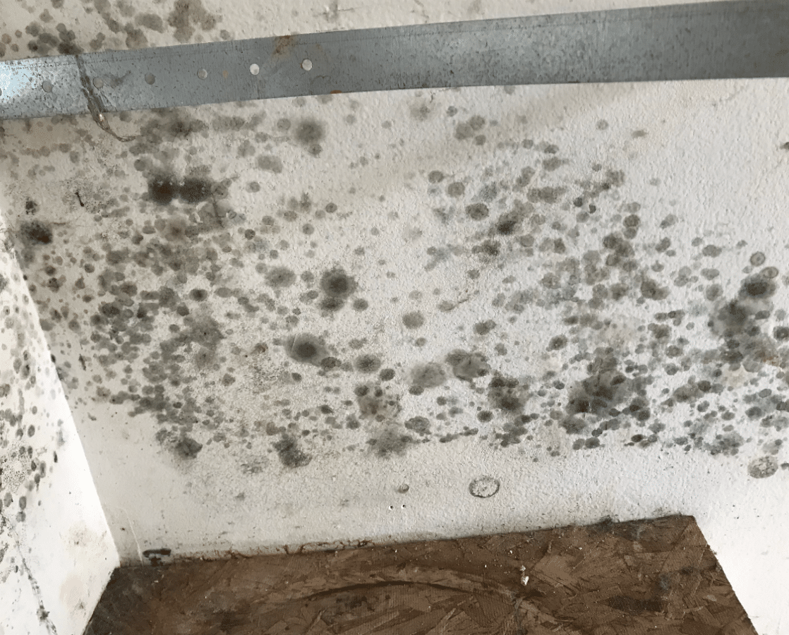 Mold Inspection Ameridri Restoration Colorado Springs