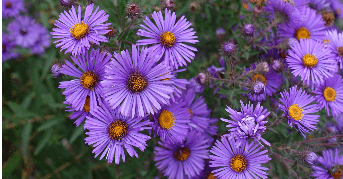 10 Native Plants Perfect for Your Southeastern Wisconsin Landscape