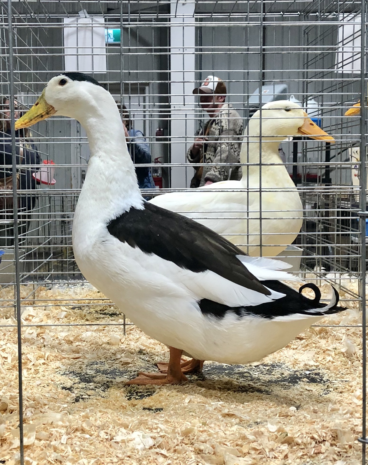 The Magpie Duck American Poultry Association