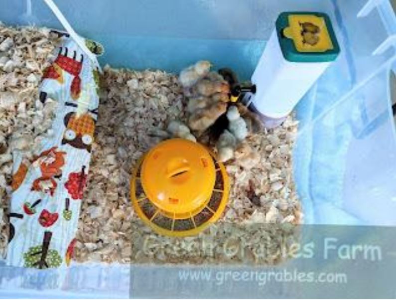 Chick Brooder What every chick needs The American Poultry Association (APA)