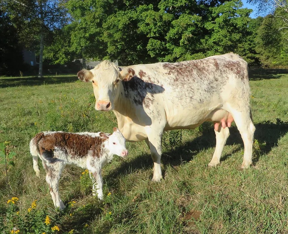 Large Animal Veterinary Services Amesbury, Massachusetts