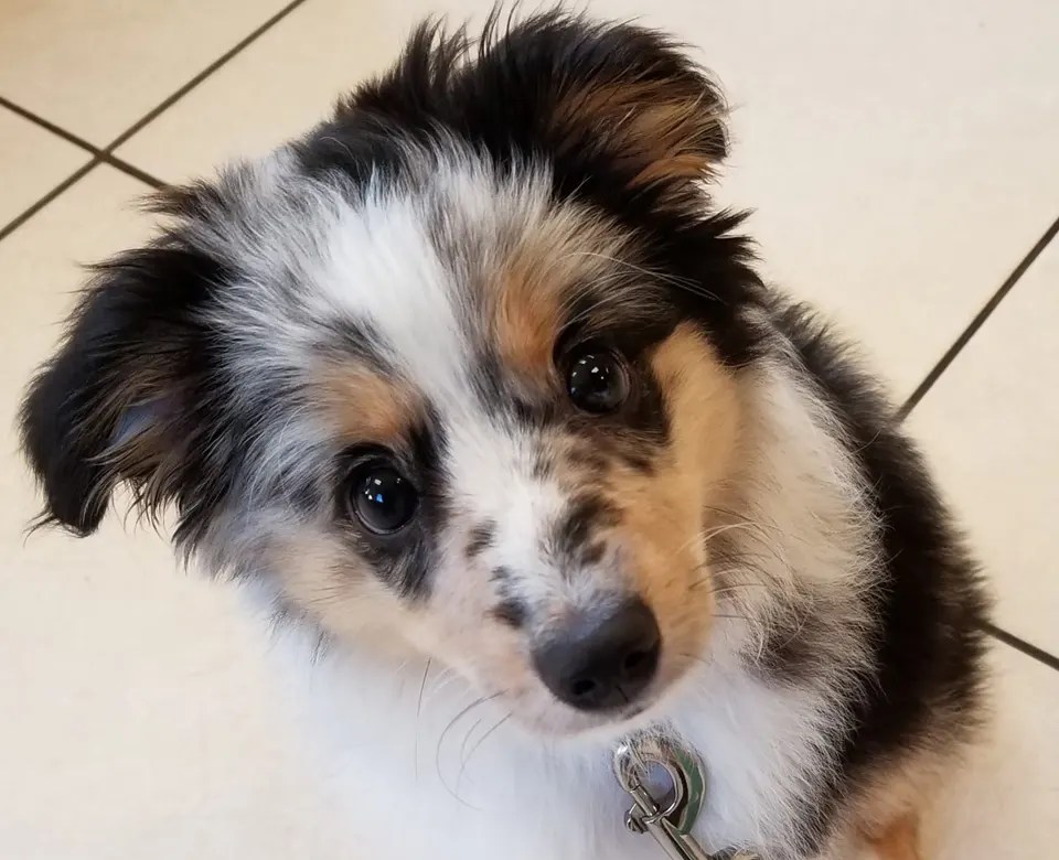 Small Animal Veterinary Services Amesbury, Massachusetts