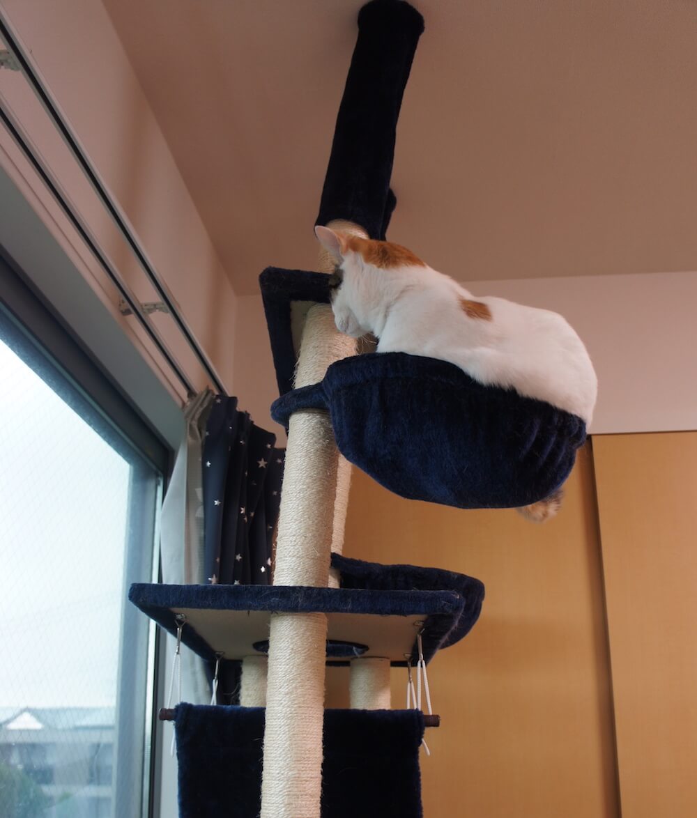 キャットタワー半年レビュー。掃除方法や各エリアの人気状況などをお伝えします。 猫雨露霜雪！