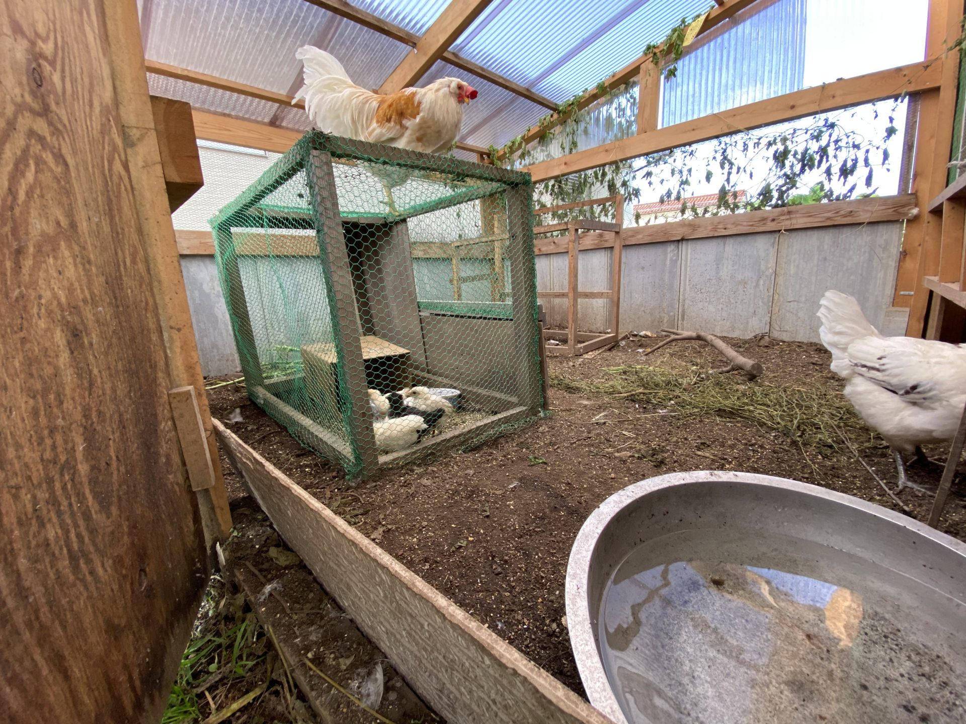 我が家のニワトリ(61)〜アローカナのひよこたちを鶏小屋へいれてみました 雨がやんだら裏庭に