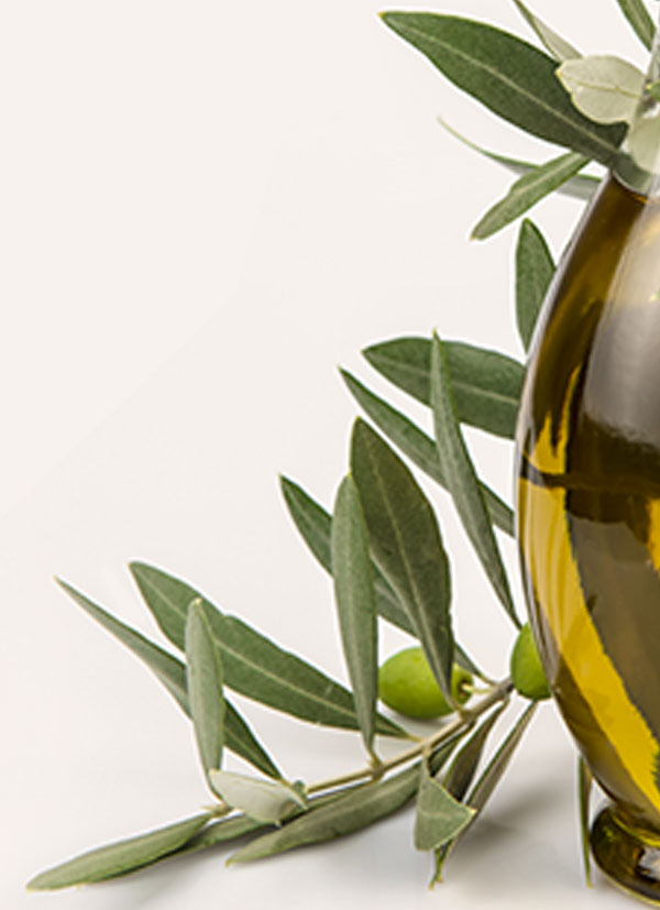 Olive Tree Seeds Amfissa