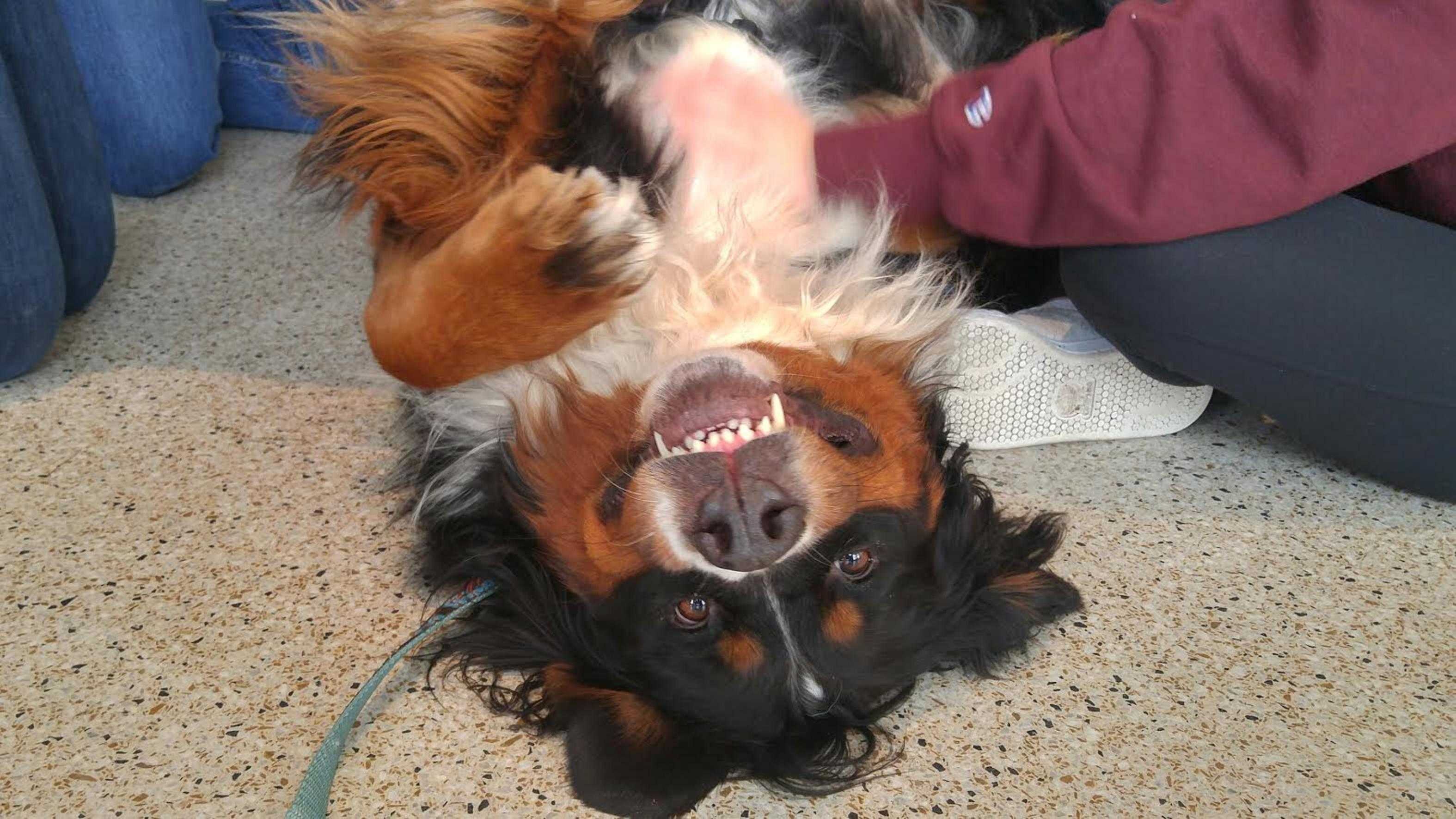 99+ Cavalier King Charles Spaniel Service Dog l2sanpiero