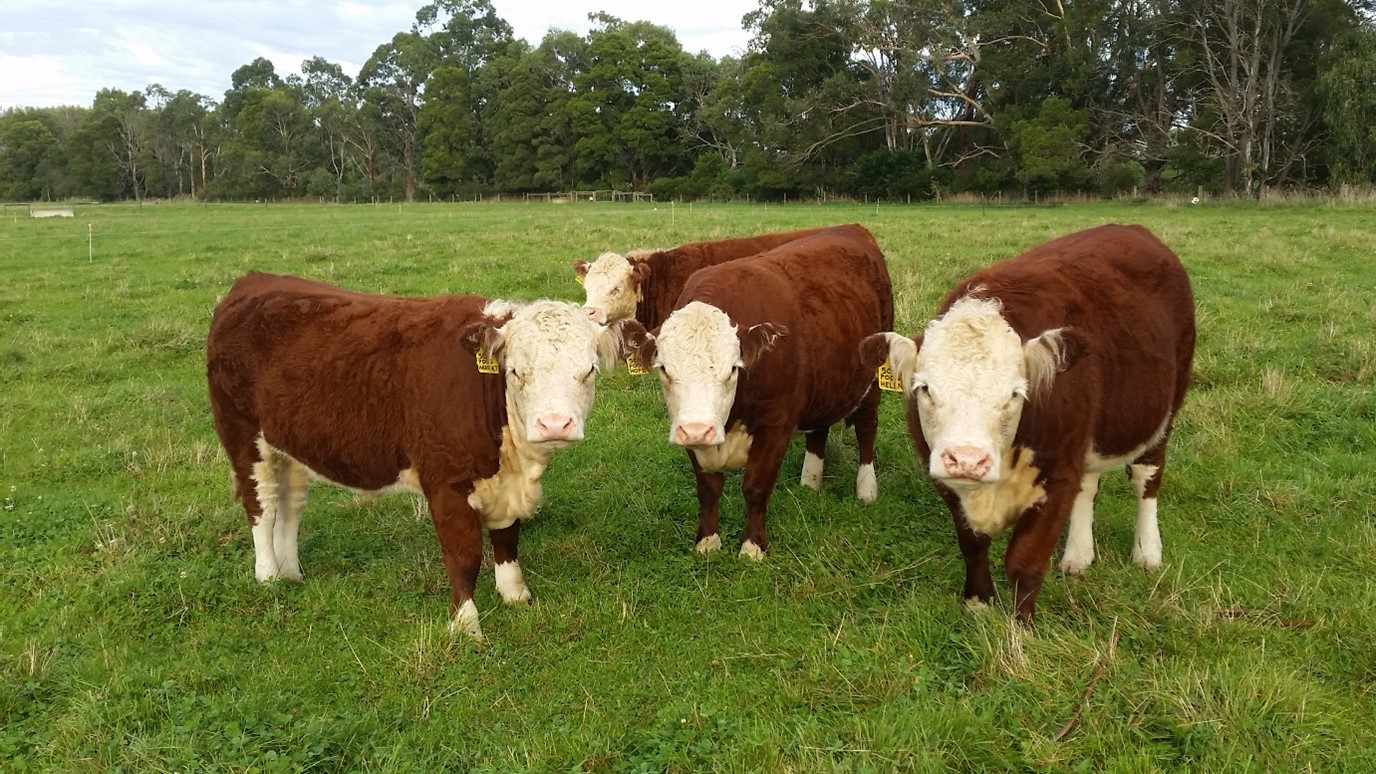 Australian Miniature Hereford Breeders Network Miniature hereford