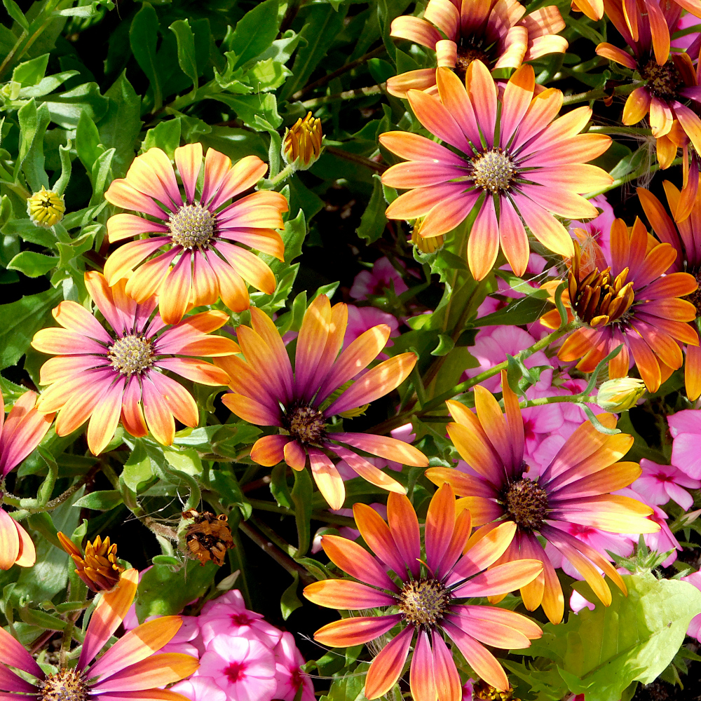African daisy