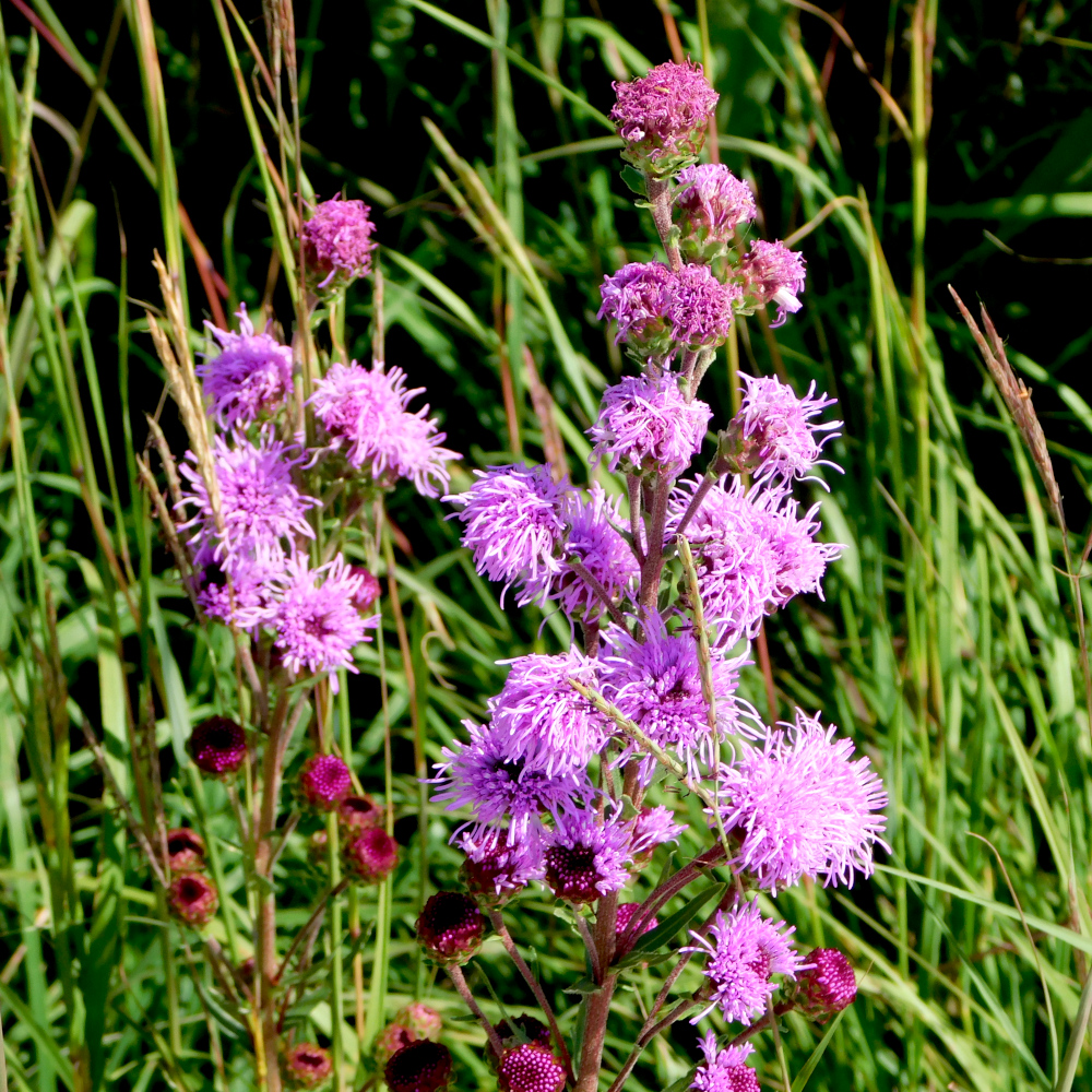 Meadow Blazing Star