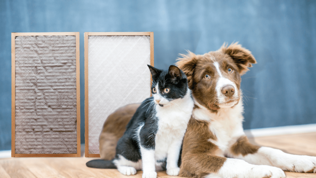 How to Keep Your AC Filter Pet Hair and Damage Free