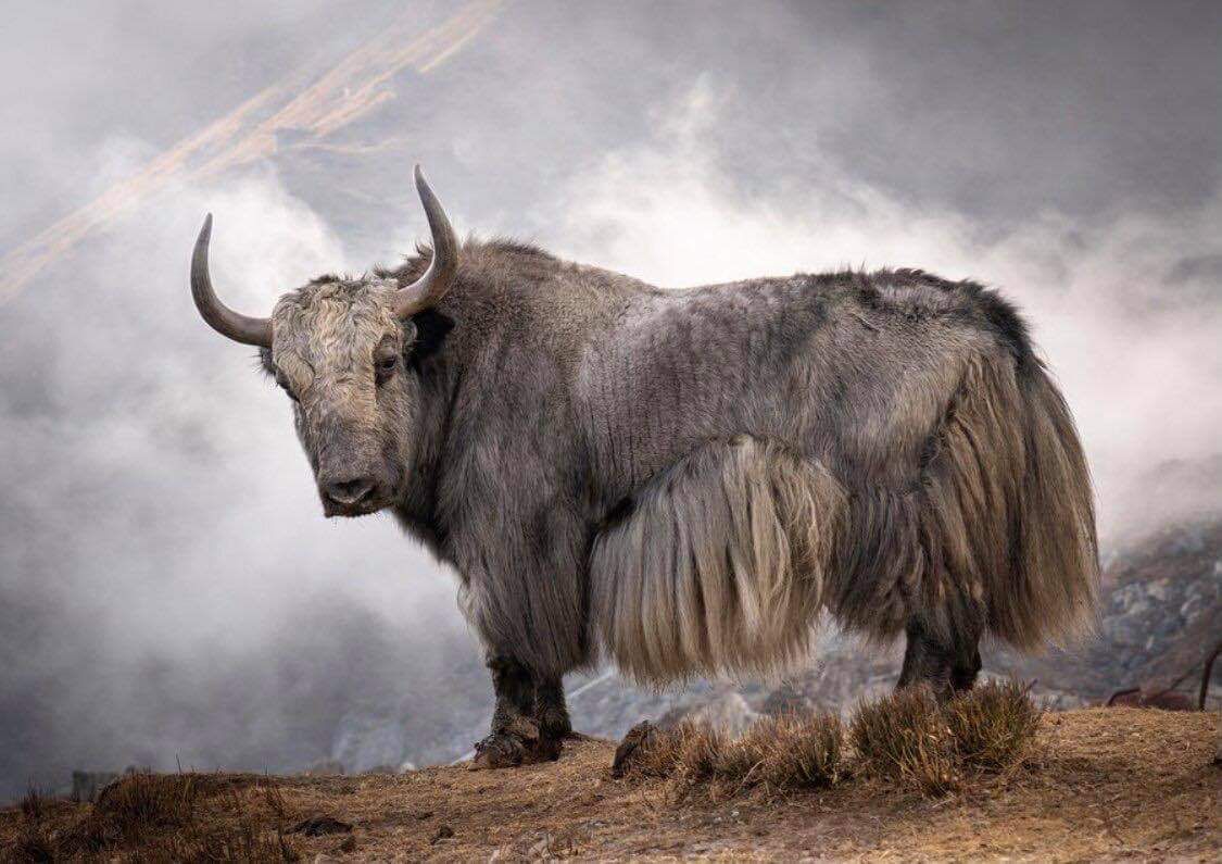 Fact, products, offer I Fine yak wool appreciation week AmiAmalia